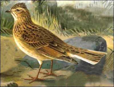 Quel est cet oiseau, un petit passereau brun qui niche au sol dans les champs et qui chante en plein vol ?