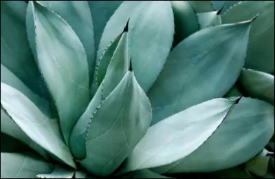 Quelle est cette plante succulente aux feuilles épaisses et épineuses qui se terminent par des pointes acérées ?