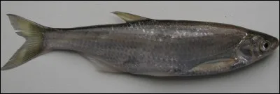 Quelle est cette espèce de petit poisson argenté qui vit dans les eaux douces d'Europe ?