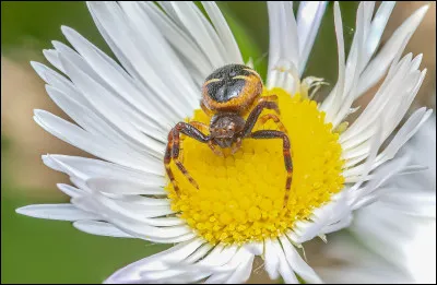Quelle est cette araignée dont le nom vient du motif présent sur son abdomen et qui rappelle la silhouette d'un homme très célèbre ?