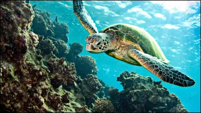 Appendice poilu qui prolonge la colonne vertébrale de nombreux mammifères
Reptile à quatre pattes courtes, à corps enfermé dans une carapace, à tête munie d'un bec corné, à marche lente