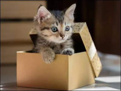 Tu reçois un chaton pour ton anniversaire, quelle est ta réaction ?