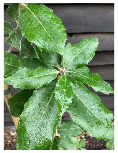 Organe central de l'appareil circulatoire (animaux sup&eacute;rieurs)Grand arbre &agrave; fleurs en chatons, &agrave; feuilles lob&eacute;es, r&eacute;pandu surtout en Europe