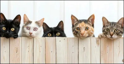 Ton chat préféré parmi ceux-là :