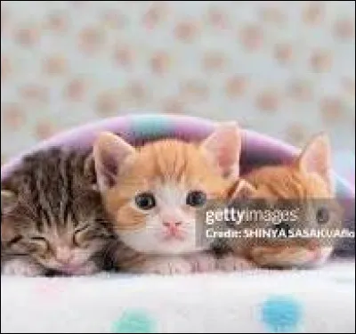 Deuxi&egrave;me question dans le m&ecirc;me style. Le premier est un m&acirc;le et les deux autres sont des femelles.