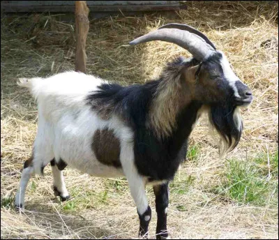 Quel est ce mammifère herbivore ruminant de la famille des caprins ?