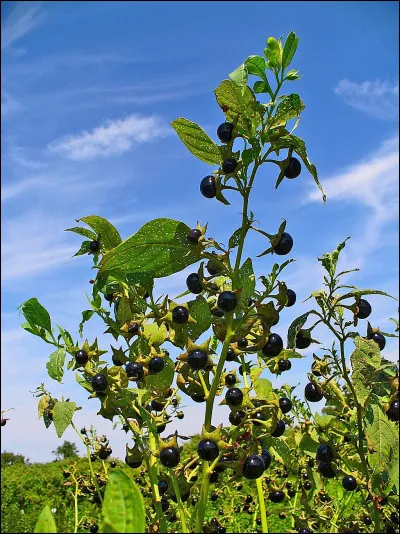 Quelle est cette grande plante herbacée aux baies noires toxiques surnomée la"cerise du diable" ?