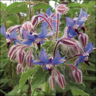 Quelle est cette plante herbacée recouverte de poils raides et courts, utilisée en cuisine et en thérapie ?