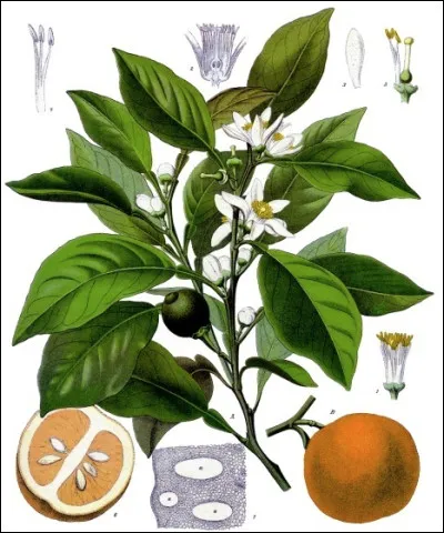 Quel est cet arbre qui produit des oranges amères dont les rameaux et les feuilles sont utilisés en pharmacologie ?