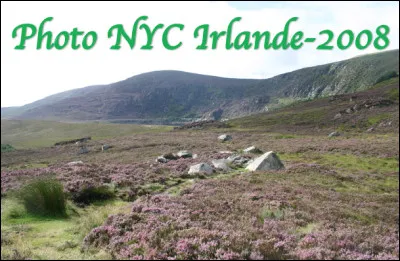 Quels sont ces arbrisseaux à feuilles persistantes et dont les fleurs sont groupées en grappes roses ?