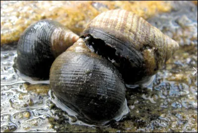 Quelle est cette espèce de gastéropode marin comestible à coquille spiralée et bombée ?