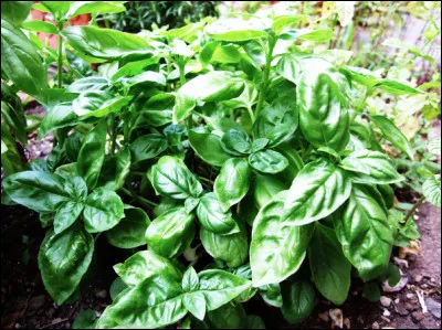 Quelle est cette plante herbacée à usage aromatique et médicinal ?