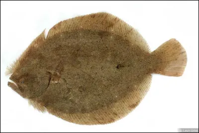 Quel est ce poisson plat marin, caractérisé par une nageoire dorsale dont l'origine se trouve en avant de l'oeil ?