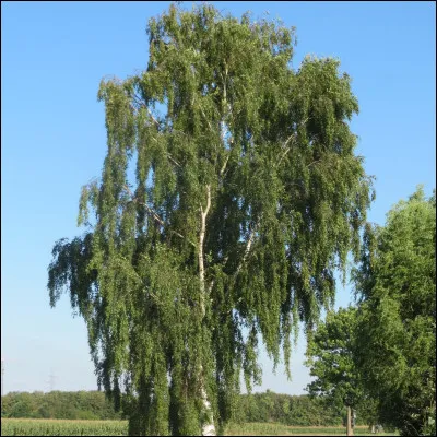 Quel est cet arbre à écorce blanche finement feuilletée et à feuilles caduques ?