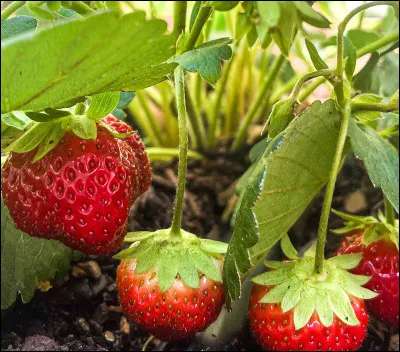 Qui a dit : "pour enchaîner les peuples, on commence par les endormir" ?