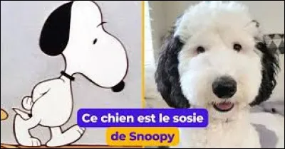 Lequel de ces chiens de fiction n'est pas blanc ?
