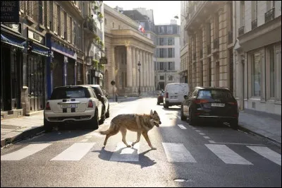 Où trouve-t-on encore des loups en liberté en France ?