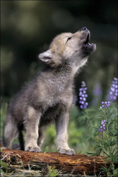 Comment appelle-t-on un jeune loup ?