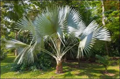 Que faut-il ajouter à "pal" pour obtenir le nom d'une plante qui supporte bien le vent et la sécheresse ?