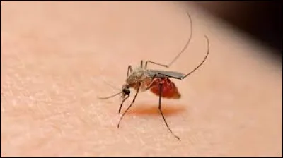 Que faut-il ajouter à "pal" pour obtenir le nom d'une maladie potentiellement mortelle provoquée par des parasites ?