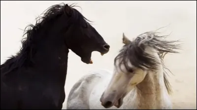 Qui est le personnage principal dans l'Étalon Noir ?