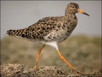 Quel est cet oiseau échassier haut sur pattes qui vit au bord de l'eau à la recherche de nourriture ?