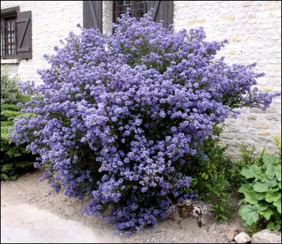 Quel est cet arbuste, une plante à fleurs odorantes et aux épis bleus ?