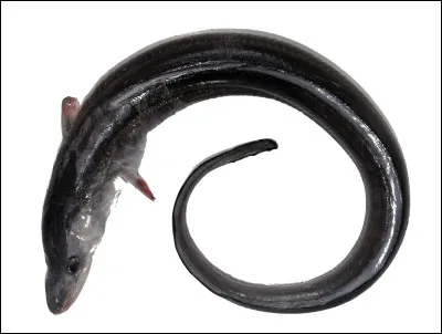 Quel est ce poisson anguilliforme marin à chair ferme peu grasse ?