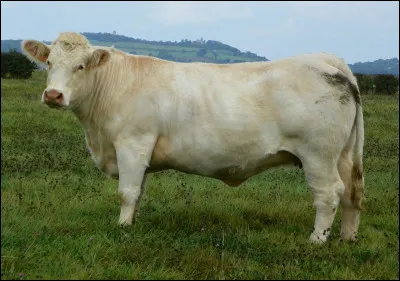 Quelle est cette race bovine blanche de bourgogne, spécifiquement sélectionnée pour la consommation de viande ?
