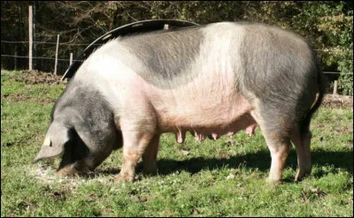 Quelle est cette race porcine du limousin, un porc ibérique dont la viande persillée est savoureuse ?