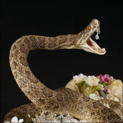 Quel est ce genre de serpent, le plus dangereux du monde à cause de son venin mortel ?