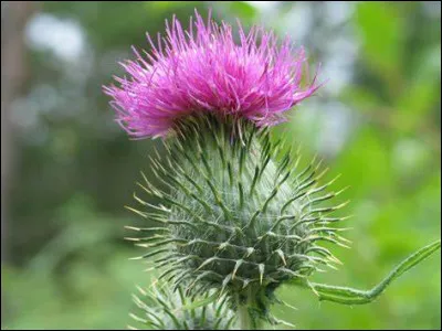 Quelle est cette plante épineuse avec une fleur dense et sérrée ?