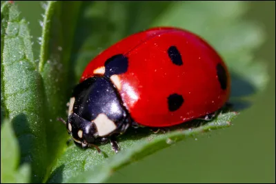 Quel est cet insecte coléoptère, caractérisé par de gros points noirs sur ses élytres ?