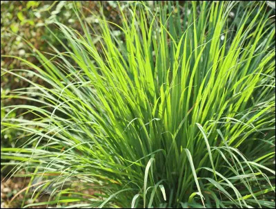 Quelle est celle plante herbacée, cultivée pour ses feuilles et ses tiges aux qualités aromatiques ?
