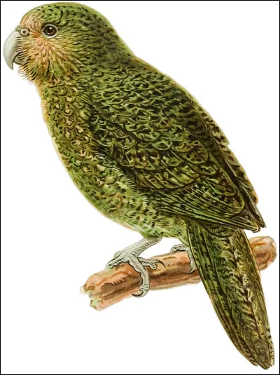 Le Kakapo est un impressionnant perroquet, quel est l'intrus dans ses capacités ?