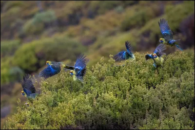 Parmi toutes les espèces de perroquets, quel pourcentage est en danger d'extinction ?