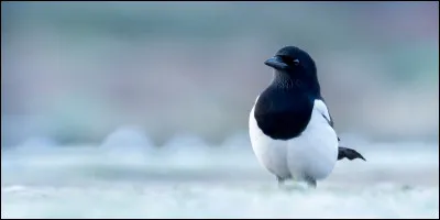 Quelle est l'épitaphe inscrite sur la pierre tombale de Ludolph van Ceulen (mathématicien) ?