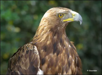 L'un de mes symboles est l'aigle.
Que suis-je ?