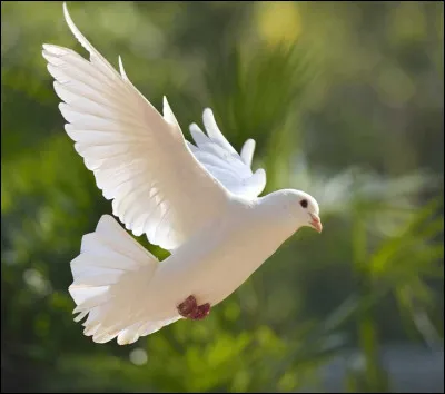 "La douce colombe" :