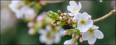 Truffe de Bourgeon est :