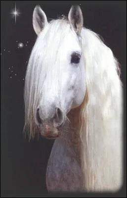 De quelle race est ce cheval ?