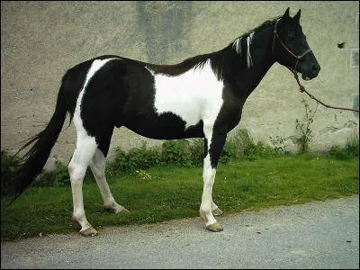 De quelle race est ce cheval ?