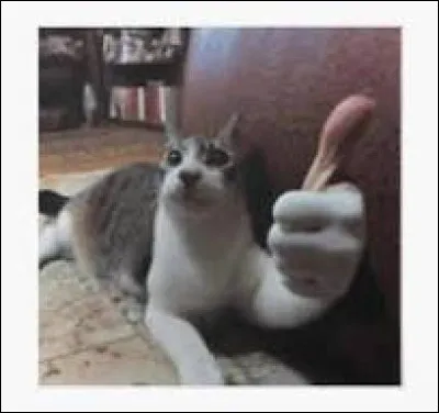 Qui aimes-tu le plus parmi ceux-ci ?