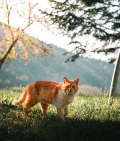 Quels ont été les lieutenants d'Étoile de Feu ?