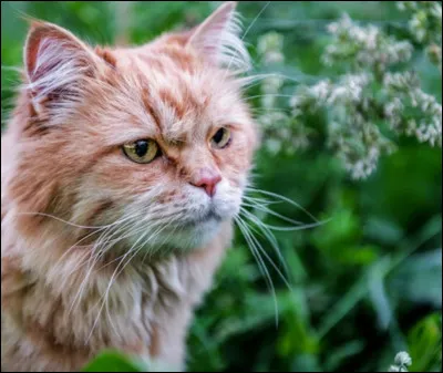 Dans combien de cycles Étoile de Feu était-il chef ?