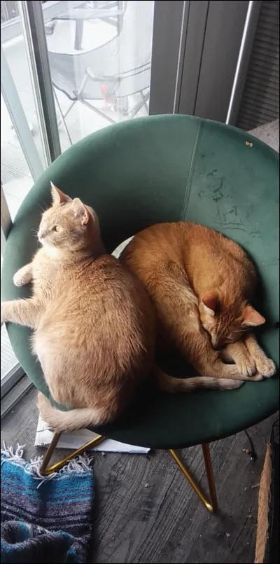 Les chats peuvent faire tomber des meubles en les renversant.