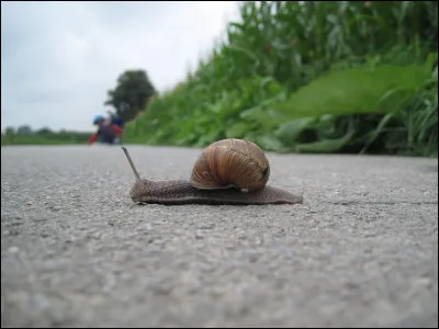 L'escargot peut dormir jusqu'à trois ans.