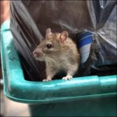 Les rats peuvent créer des ponts pour traverser des obstacles.