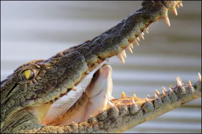 Le crocodile ne peut pas tirer sa langue.