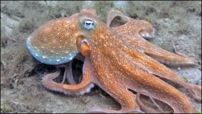 Les octopus ont trois curs.